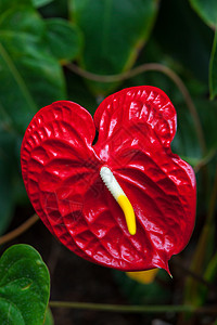 紧紧的花朵红色绿色白色棕色炭疽病植物叶子高清图片