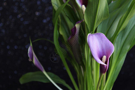 三支紫色马蹄莲紫色百合花布植物学生长树叶雄蕊花瓣植物背景植物群柱头花束背景