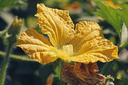 埃及黄瓜花朵aka 埃及黄瓜蔬菜藤蔓海绵幼果水果植物葫芦抹布纤维状背景图片