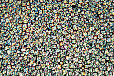 显微镜下的马铃薯淀粉颗粒背景图片