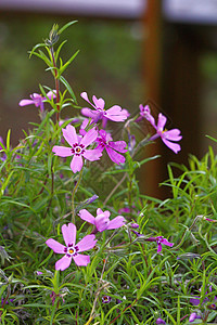 小紫花边框有紫花的花朵团体叶子庆典花期照片紫红色紫色花瓣植物绿色背景