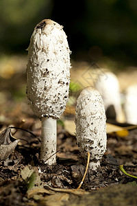 科克里纳斯昏迷白色蔬菜植物土壤蘑菇叶子食物宏观背景