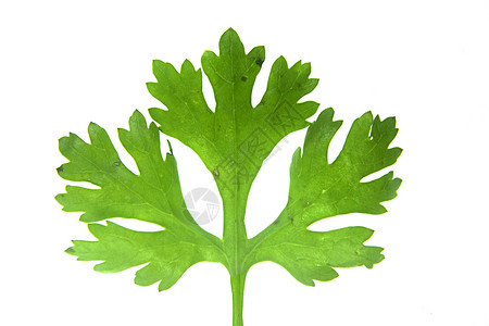 Coriander的叶子销售香气草药花茎白色味道草本伞形树叶绿叶背景图片