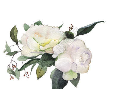 白色背景 花朵水彩色的花束墙纸艺术插图叶子绘画花朵水彩边界植物学花瓣背景