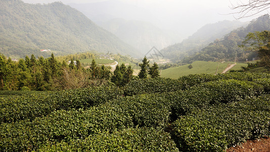 高地的茶叶种植财产植物群农田爬坡道叶子植物栽培种植园天空木头图片