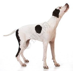 指针器运动小狗猎人宠物指针情感犬类白色背景图片