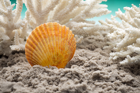 扇贝阳光合唱白色纪念品框架星星珊瑚海滩海星宏观背景图片