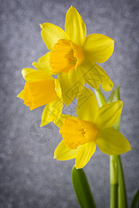 水仙子们宏观花瓣黄色花朵工作室生长水仙植物高清图片