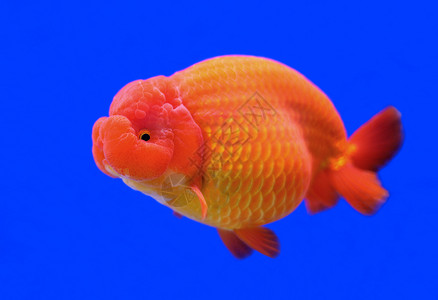 兰寿金鱼水下自然高清图片