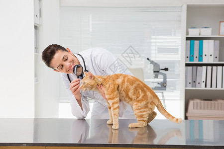 放大镜猫素材兽医用放大镜检查一只猫的动物背景