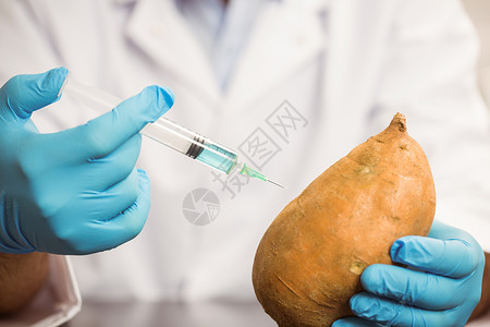 食品科学家注射土豆大学蔬菜学校食物科学医学研究技术高等教育生物学家背景图片