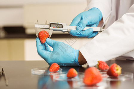 水果实验素材测量草莓的食品科学家大学技术高等教育工作服微生物学生物学科学实验室食物医学背景