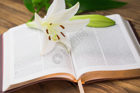 公会教徒莉莉的花朵仰赖着开放圣经见证人浸信会福音祷告新教手稿页数公会弟兄们贵格背景