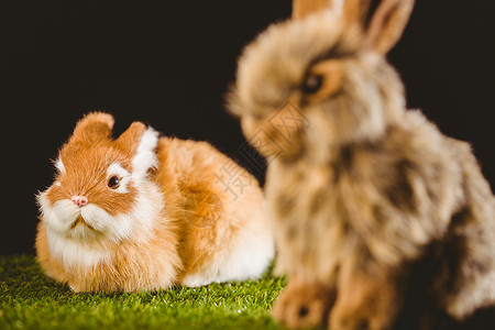 姜汁小兔填充动物兔子宠物玩具背景图片