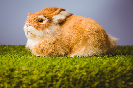 姜汁小兔填充兔子宠物玩具动物背景图片