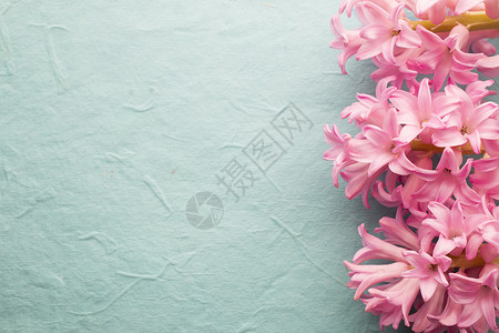 雅金丝植物学宏观绿色花束叶子植物粉色背景图片