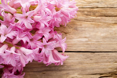 雅金丝植物学叶子花束绿色宏观植物粉色背景图片
