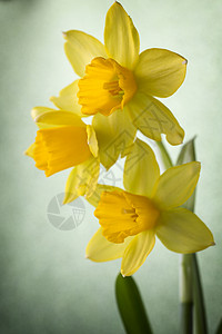 水仙子们工作室植物花朵水仙生长黄色宏观花瓣高清图片