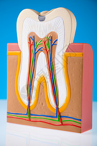 牙齿结构人牙结构 亮亮多彩的音调概念衰变空腔指甲打扫树脂假肢感染牙齿神经口腔科背景