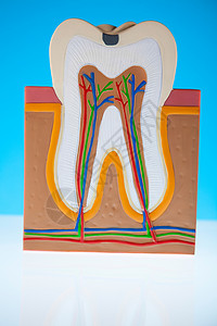 牙齿结构人牙结构 亮亮多彩的音调概念打扫牙齿假肢神经树脂指甲磨牙空腔身体牙医背景