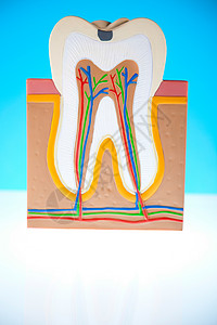 牙齿结构人牙结构 亮亮多彩的音调概念咀嚼牙齿疼痛衰变指甲打扫动脉口腔科空腔牙龈背景