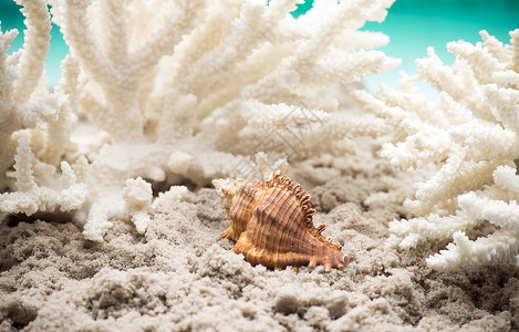扇贝宏观星星海滩白色珊瑚框架合唱纪念品海星阳光背景图片