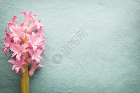 雅金丝叶子绿色植物学粉色宏观花束植物背景图片