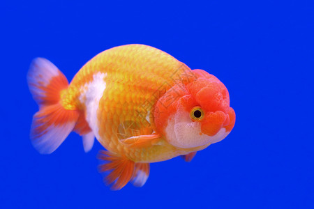 兰寿金鱼水下美丽的高清图片
