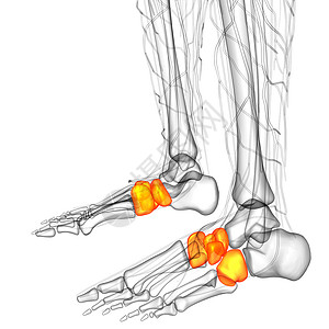 3d为医学上的中脚骨插图跗骨跖骨文字楔形长方体医疗骨头骨骼指骨舟状背景图片