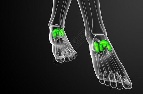 3d为医学上的中脚骨插图医疗舟状文字骨头跗骨指骨楔形长方体骨骼跖骨背景图片