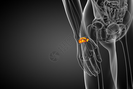 3d 展示人体骨骼的插图腕骨近端远端医疗生理指骨掌骨背景