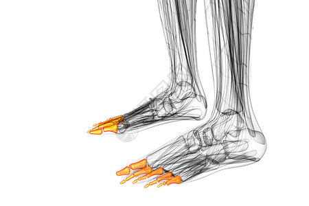 3d 表示医疗插图脚趾跖骨生理指骨跗骨骨头骨骼背景图片