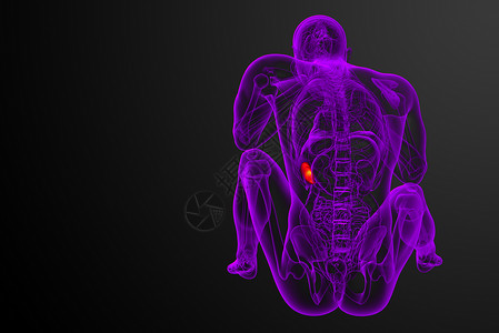 3d 提供脾脏的医学插图诊断生物学医疗解剖学药品器官x光病人背景图片