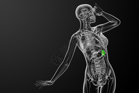 3d 提供脾脏的医学插图诊断器官医疗生物学药品x光病人解剖学背景图片