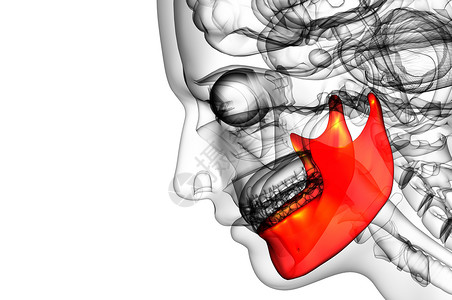 3d 插图  下巴骨头死亡解剖学牙科骨骼颅骨x光生理牙齿下颌医疗背景图片