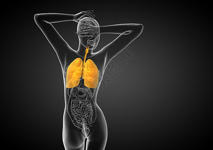 条支肺的健康高清图片