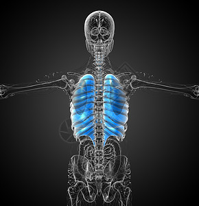 3d为人类呼吸道系统医学说明 第3d条腹部胸部器官解剖学支气管背景图片