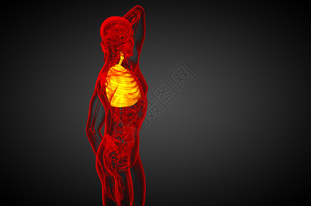 3d为人类呼吸道系统医学说明 第3d条胸部腹部支气管器官解剖学背景图片