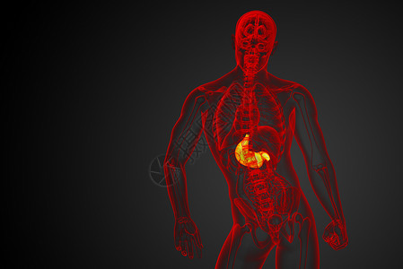3d为胃部的医学插图解剖学腹部医疗器官背景图片