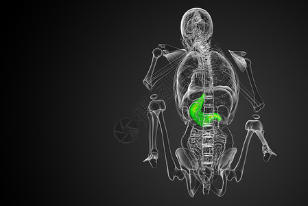 3d为胃部的医学插图器官解剖学医疗腹部背景图片