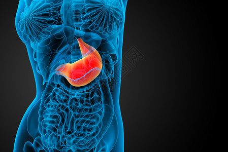 3d为胃部的医学插图腹部器官医疗解剖学背景图片