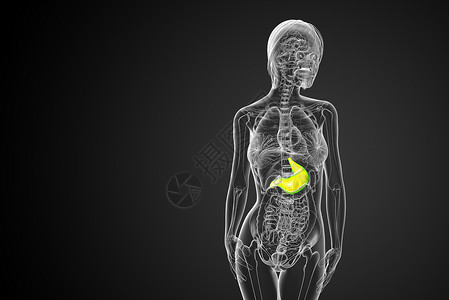 3d为胃部的医学插图医疗器官解剖学腹部背景图片