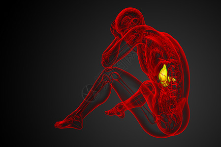 3d为胃部的医学插图医疗腹部器官解剖学背景图片