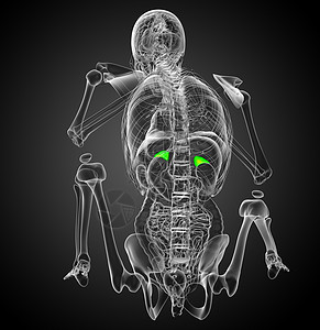 3d 提供脾脏的医学插图生物学病人医疗器官健康解剖学x光诊断药品背景图片
