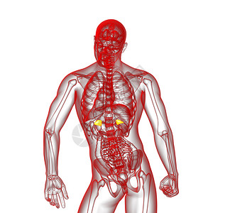 3d 提供脾脏的医学插图生物学诊断病人药品器官医疗x光解剖学健康背景图片