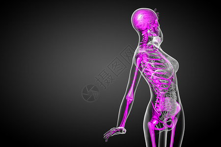 3d为骨骼的医学插图医疗颅骨耐力关节解剖学骨科骨头治疗膝盖x光背景图片