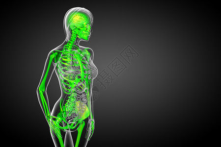 3d为骨骼的医学插图颅骨x光骨科骨头医疗解剖学关节治疗膝盖耐力背景图片