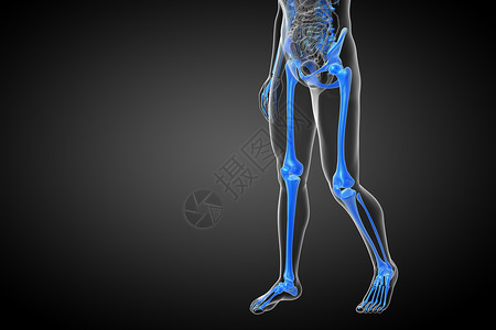 3d为骨骼的医学插图解剖学x光治疗膝盖耐力颅骨医疗骨头骨科关节背景图片