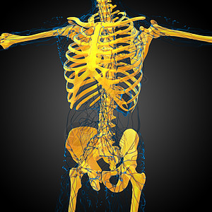 3d为骨骼的医学插图医疗耐力膝盖骨科x光颅骨解剖学关节治疗骨头背景图片