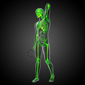3d为骨骼的医学插图耐力颅骨医疗解剖学治疗骨科关节骨头膝盖x光背景图片